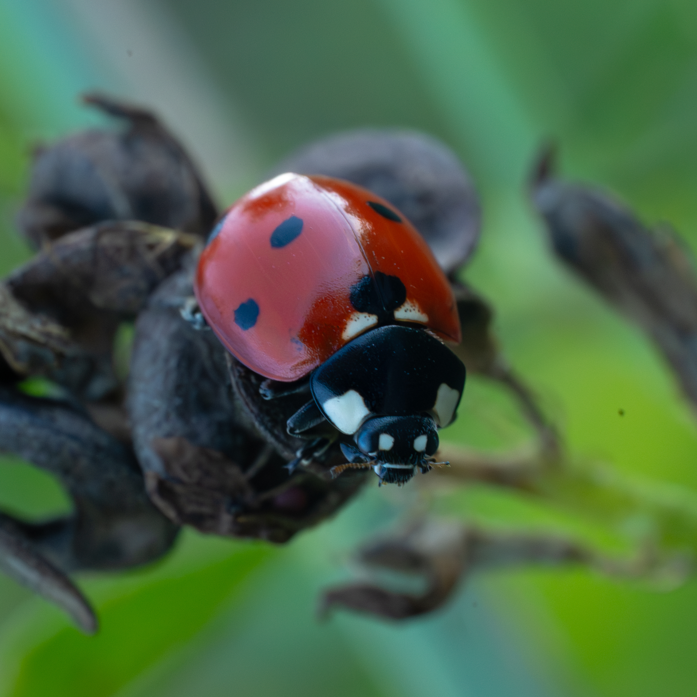 Zdjecia IRL (nie twarze!)-_dsc4275-enhanced-nr.jpg