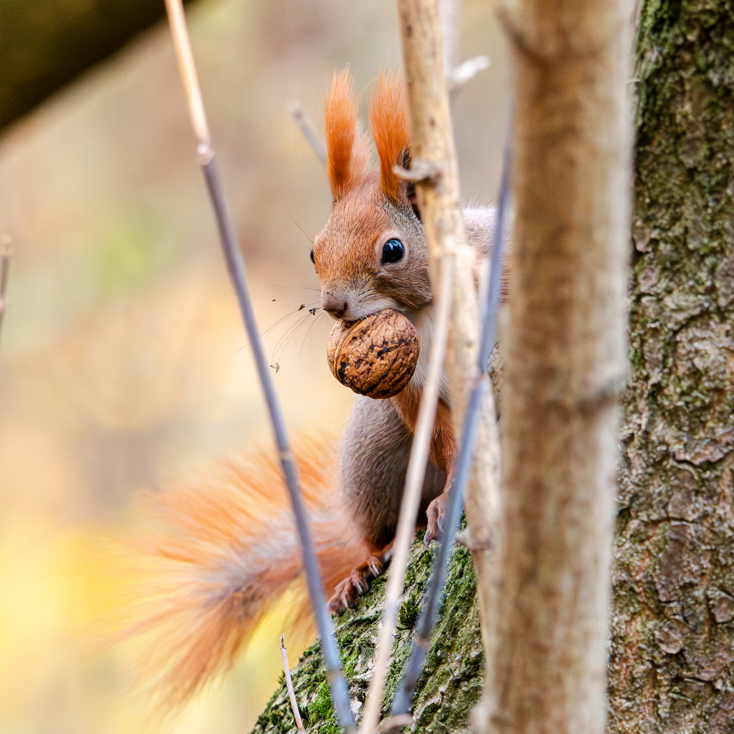 Zdjecia IRL (nie twarze!)-nz6_7049-2.jpg