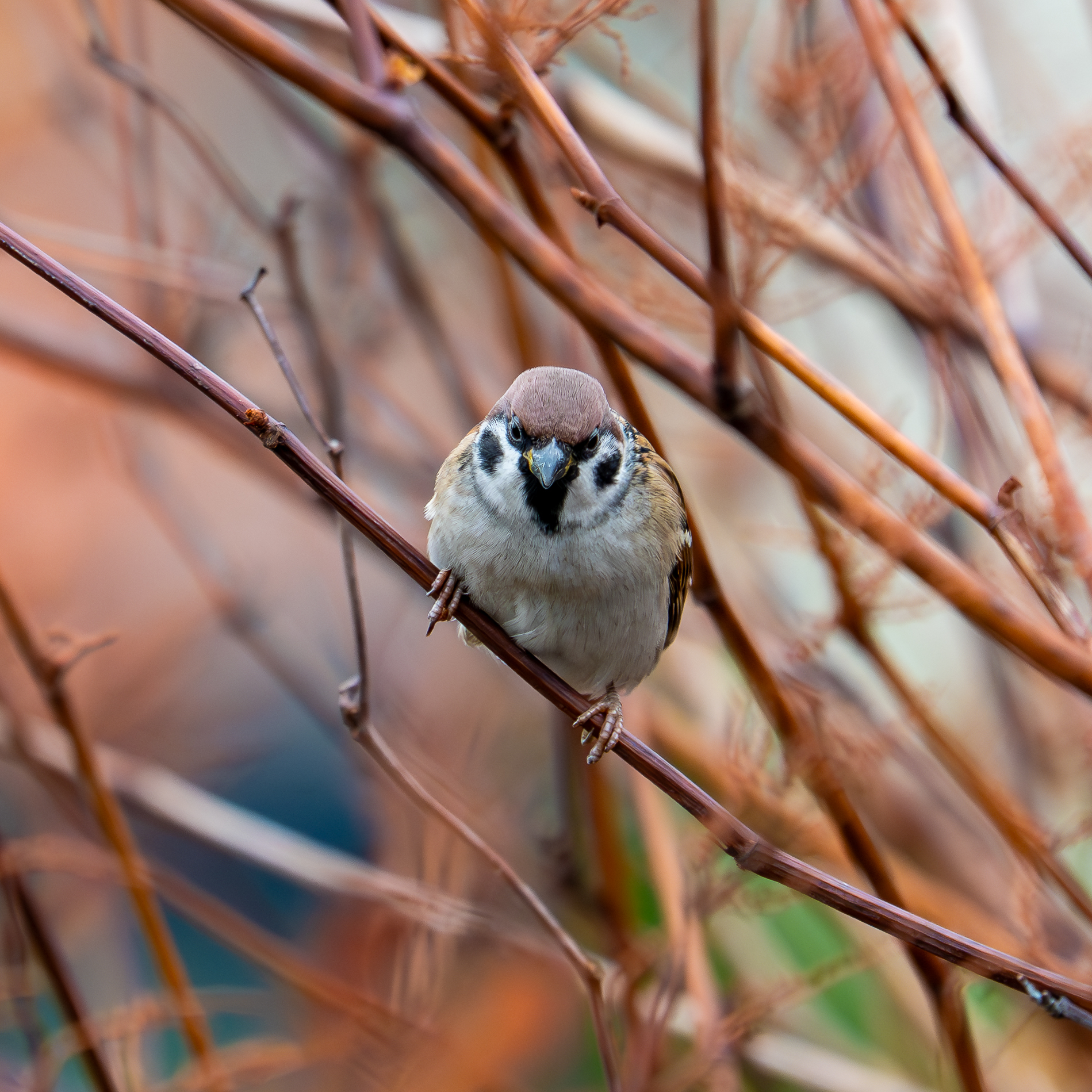Zdjecia IRL (nie twarze!)-nz6_7174-enhanced-nr.jpg