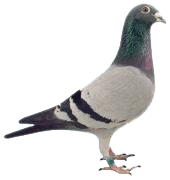Avatar Solrix