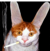 Avatar ipaq