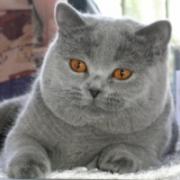 Avatar Aqau