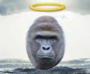 Avatar Harambe