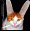 Avatar ipaq
