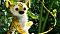 Avatar 4Marsupilami