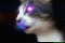 Avatar Kozek